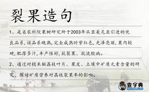 裂果造句