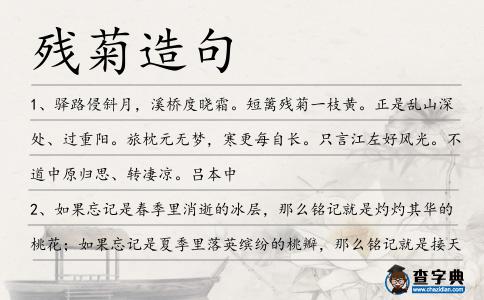 殘菊造句