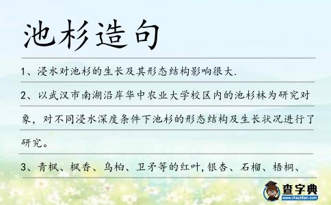 池杉造句