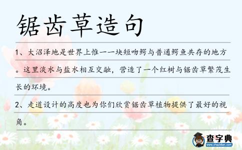 鋸齒草造句