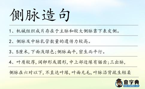 側脈造句