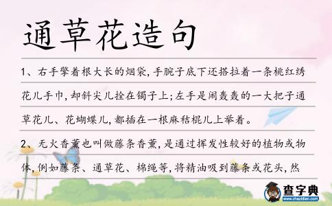 通草花造句