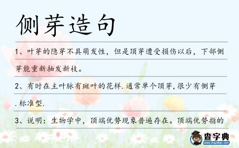 側芽造句