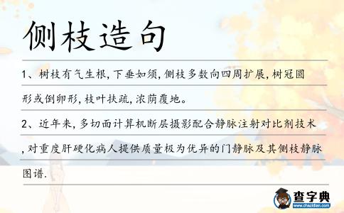 側枝造句