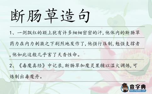 斷腸草造句