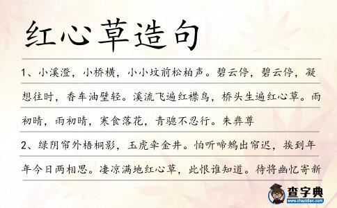 紅心草造句