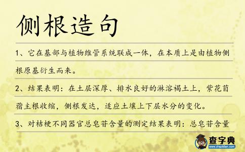 側根造句