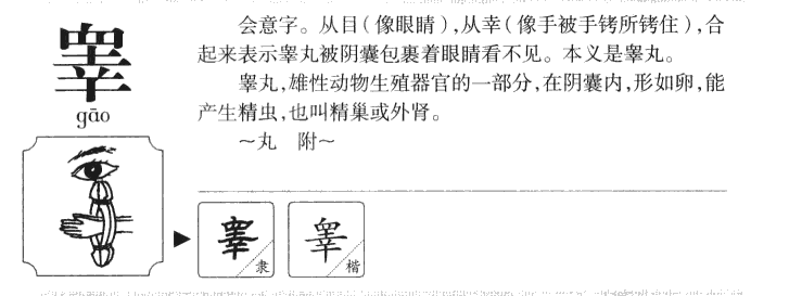 睪