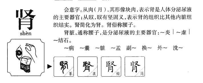 腎