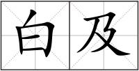 白及