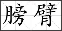 膀臂