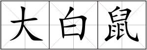 大白鼠