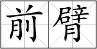 前臂
