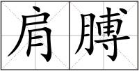 肩膊