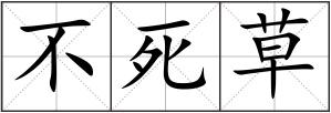 不死草