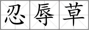 忍辱草