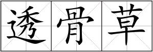 透骨草