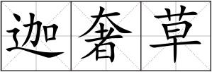 迦奢草