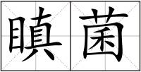 瞋菌