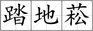 踏地菘
