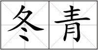 冬青