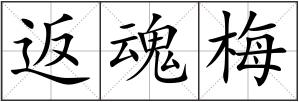 返魂梅