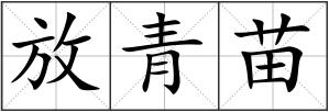 放青苗
