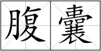 腹囊