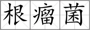 根瘤菌