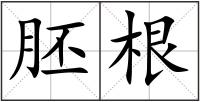 胚根