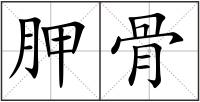 胛骨