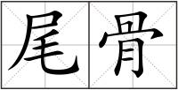 尾骨