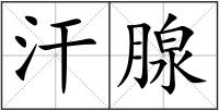汗腺