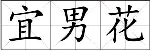 宜男花