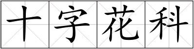 十字花科