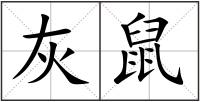 灰鼠