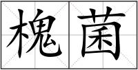槐菌