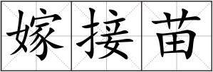 嫁接苗