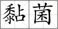 黏菌