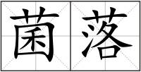 菌落