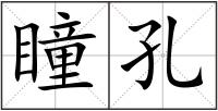 瞳孔