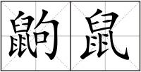 鼩鼠